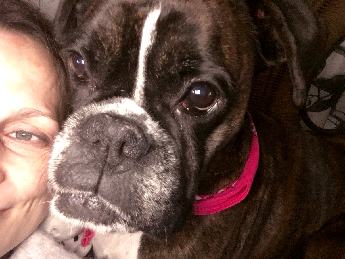 TaterSpeck's tweet photo. MMM - Monday, Mommy and Minnie ☀️☀️☀️ #boxerdogs #boxerdogsoftwitter #boxerfanclub #boxerfan #boxerlove #loveboxerdogs https://t.co/LhpMYf5NId