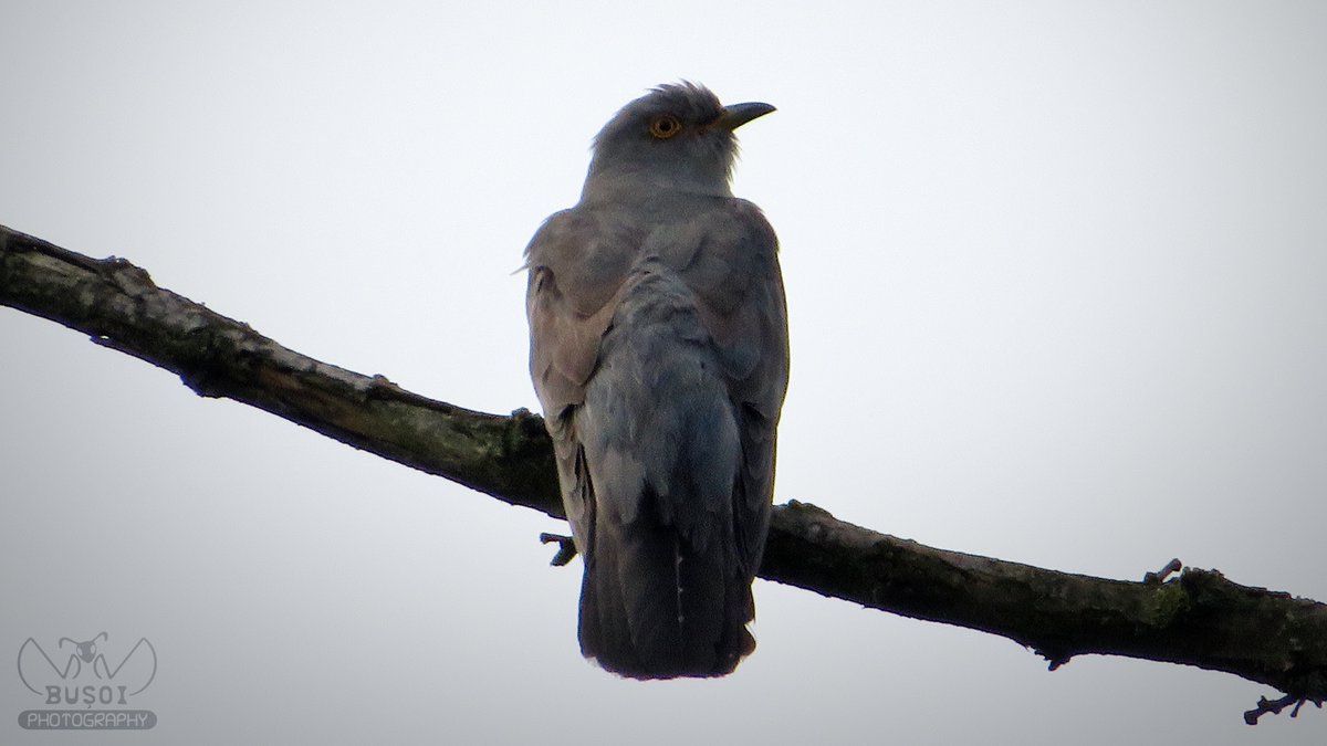 busoivv's tweet photo. Cuckoo Bird.

● 21 May 2019, 09:52
● Râmnicu Vâlcea, România
● Canon SX540 HS
● 215mm ● 1/640s ● ƒ/6.5 ● 200

Photo © Vasile Viorel Buşoi. All rights reserved.

#nature #photography #spring #forest #wildlife #closeup #animal #bird #birdphoto #birdnature #canon #romania https://t.co/WynKaLIRXH