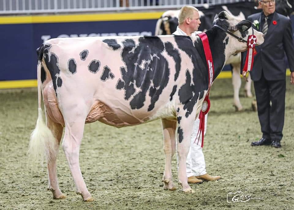 Missing that Swiss Expo feel? Want to make the dream a reality... 

Sweetview Dempsey HURRYUP 
Exclusive embryo package will sell from her and be eligeable for import to your country! 

1 of the most exciting young cows about Following her successes at WDE and the Royal
25.04.20