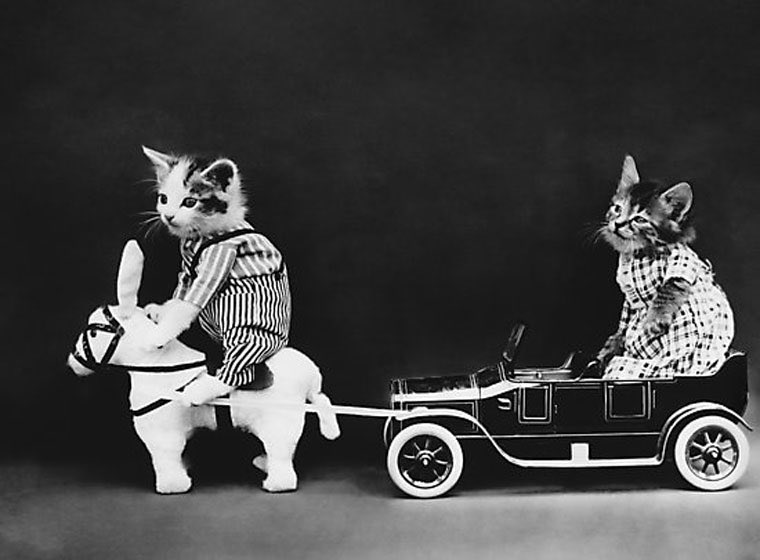 森永タミー A Twitter 100年以上前に撮影された猫達が可愛すぎる アメリカの写真家harry Whittier Frees ハリー ウィッター フリーズ 1879 1953 は擬人化した猫の写真を撮影した第1人者として有名なカメラマンでした