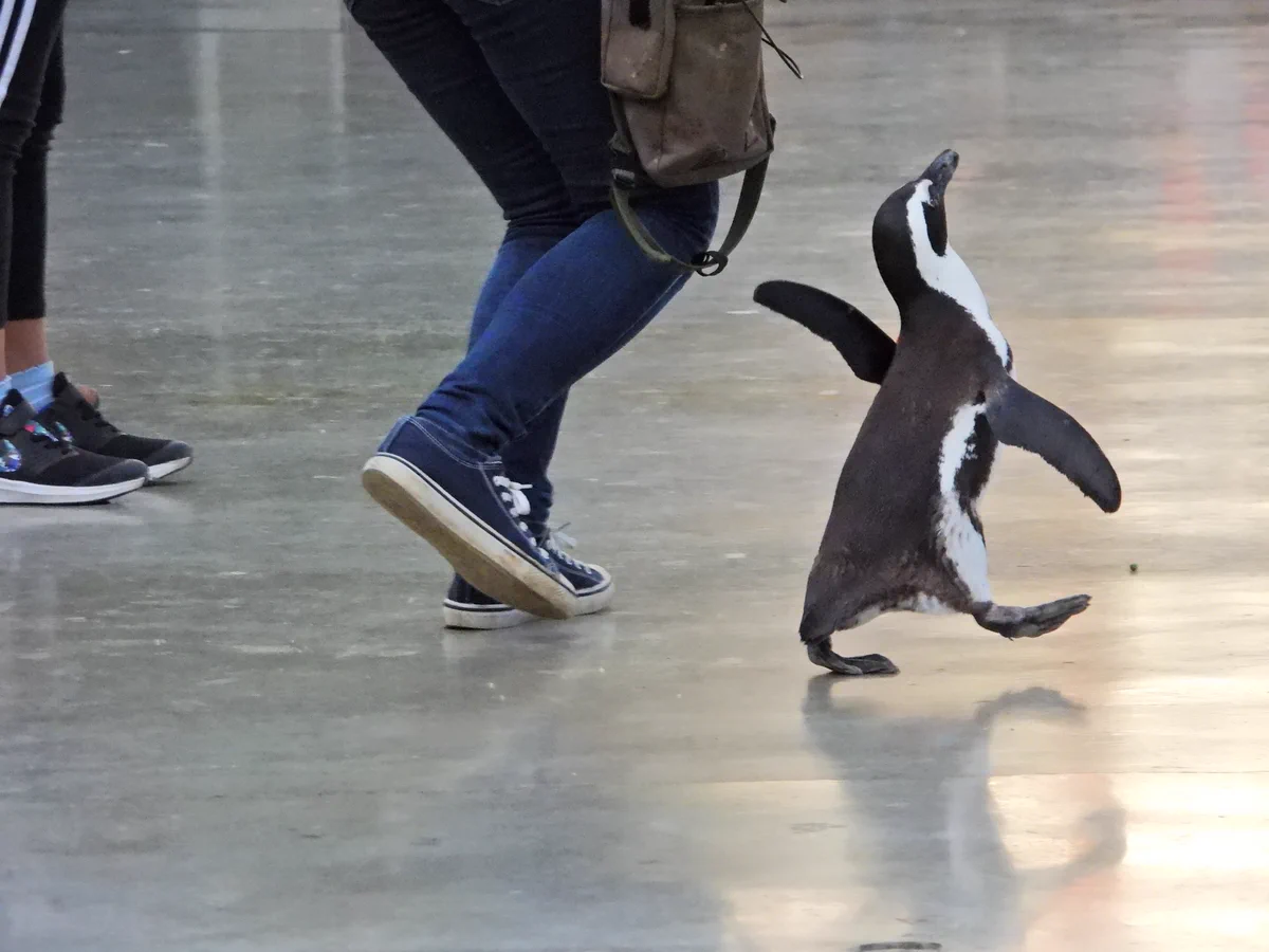 【完全に一致】定時に退社できた時のサラリーマンをペンギンで表現するとこうなる