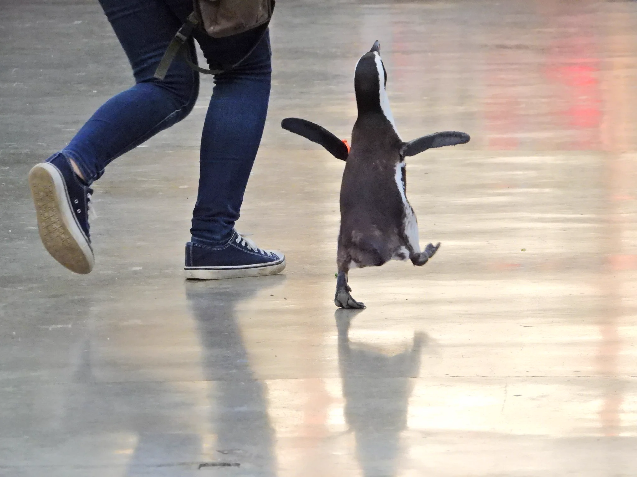 【完全に一致】定時に退社できた時のサラリーマンをペンギンで表現するとこうなる