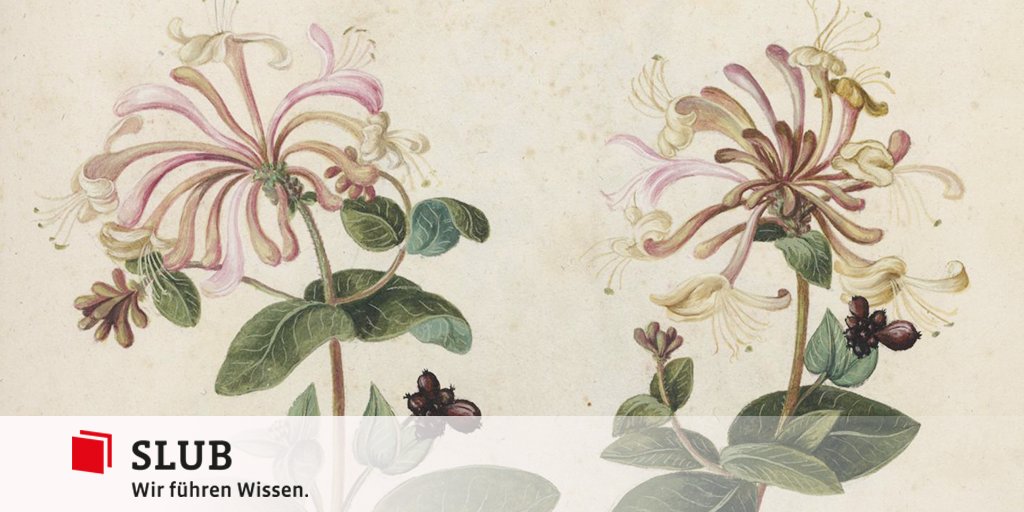 #SLUBBuchmuseum diese Woche geschlossen - wir bereiten die neue Ausstellung #BlühendeBücher in der Schatzkammer vor, ab 27.01. zeigen wir #SLUBSchätze aus unserem reichen Bestand an illustrierten Pflanzenbüchern vom späten Mittelalter bis in die Neuzeit. slub-dresden.de/ueber-uns/buch…