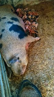 OxfordPig's tweet photo. We love showing off our #Pedigree #OSBPiglets. Today fifteen have entered the world. Our supporter Harry Bowler is very proud #HealthyPigs #HappyPigs #Rarebreed #GoNative @WheatleyPkFarm @KidsCountryUK @BictonHomeFarm @SchoolFarmers @SlowFoodHQ https://t.co/8aLNJhG6ta
