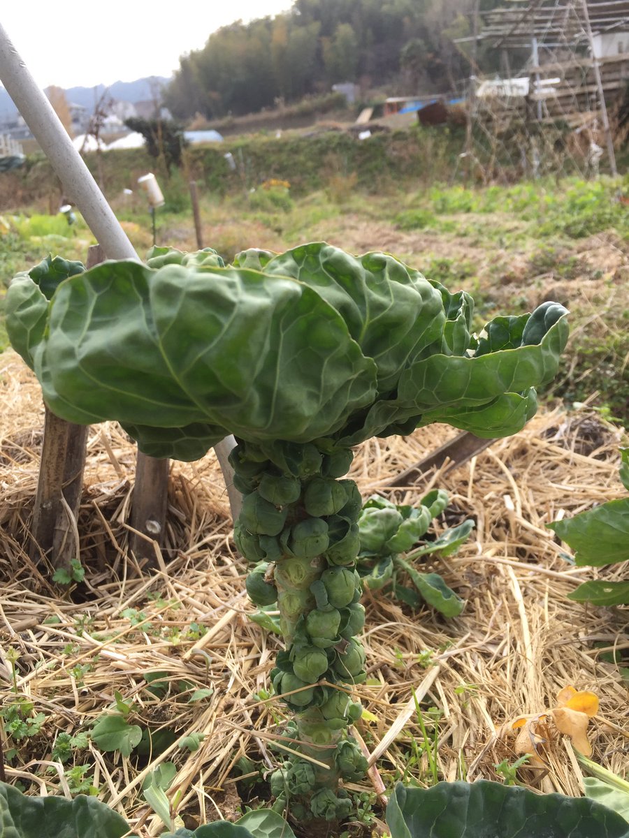 Fumie 芽キャベツ 苗もらって はじめてここまで成長して 初収穫 しかし変わった形してるよな 芽キャベツ 畑 大寒