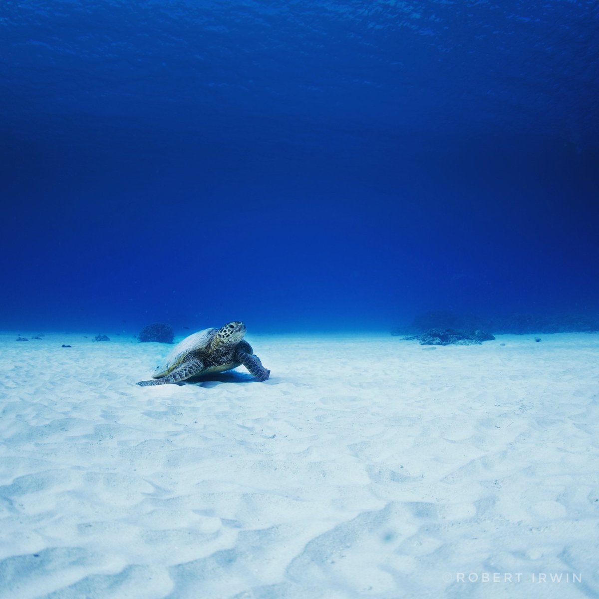 RobertIrwin's tweet image. This was a beautiful moment to photograph. A green sea turtle on the soft sand of the ocean floor out on the #GreatBarrierReef.
As ocean temps rise & marine pollution increases, it’s important we consider our affect on the oceanic environment & appreciate refuges like this.