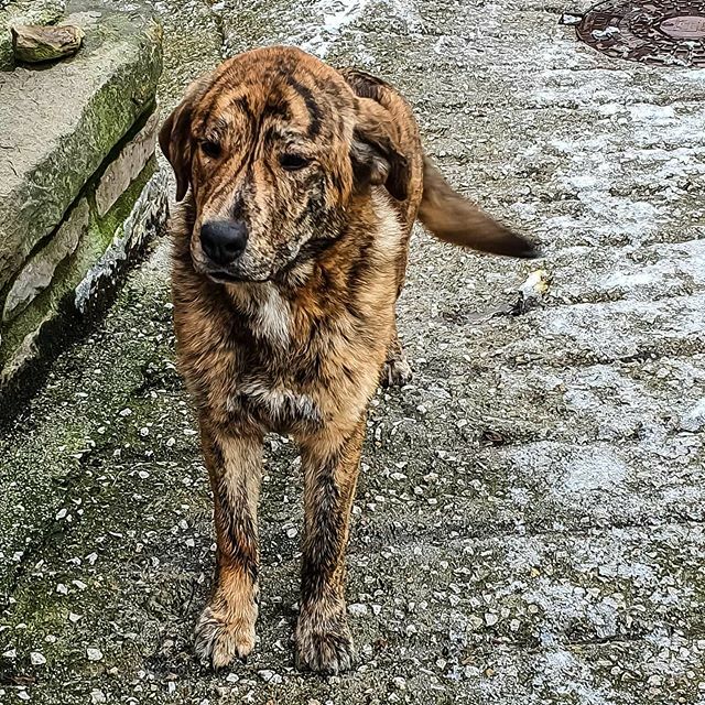 David_GPuerta's tweet photo. Guau 🐶
_________
#ValledeCamaleño #liébana #liebana #mastines #perrosfelices #instadog #dogstagram #perrosgram #perrosdeinstagram #spain #cantabriainfinita #mastinespañol #dog #animalesfantasticos #dogsofinstagram #igersspain #madeinspain #igersca… https://t.co/nOz7PY6Lnj https://t.co/kMiXRlHXl3