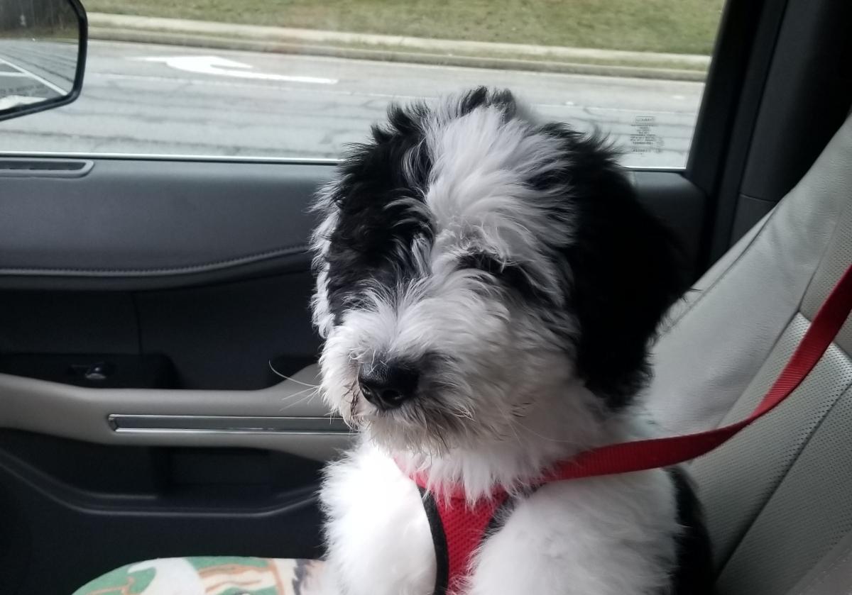 TNY_oldschool's tweet image. CONGRATULATIONS! She&apos;s  adorbs! Perhaps one day 2 fluffy pups will play. #fluffoverload