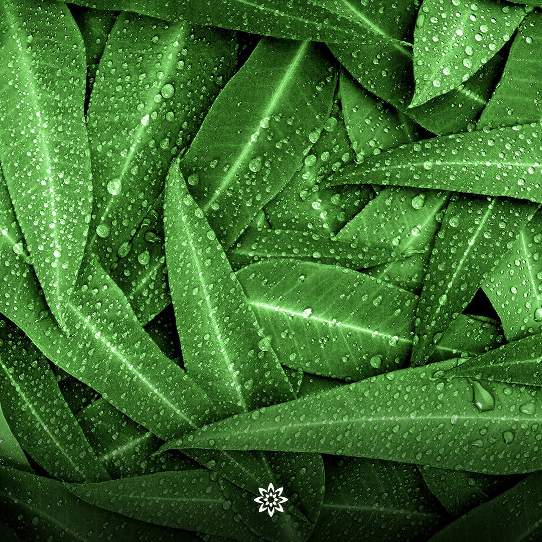 Known for its medicinal properties, Eucalyptus is high on antioxidants and works as an anti-inflammatory and antispasmodic in our #EucalyptusEssentialOil. These properties help in pain relief and work as a solution for cough and cold. #Vedaearth