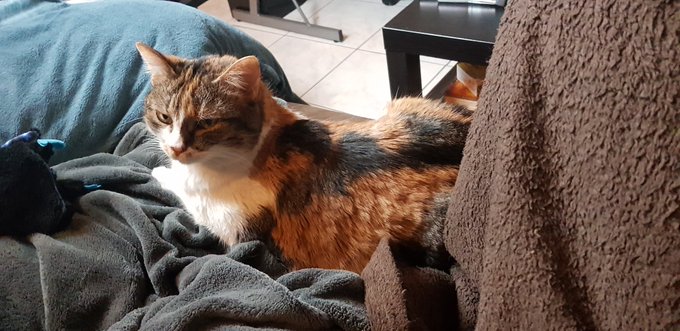 I see how it is, I post lewd stuff but the second I talk about my cat everybody like my tweet! https://t<a href="/tag/nsfw"class="tags"><span>#nsfw</span></a><a href="/tag/tgirl"class="tags"><span>#tgirl</span></a><a href="/tag/ts"class="tags"><span>#ts</span></a><a href="/tag/tg"class="tags"><span>#tg</span></a><a href="/tag/nakedundermyarmour"class="tags"><span>#nakedundermyarmour</span></a>