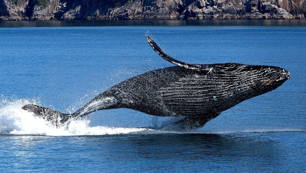 популяция китов