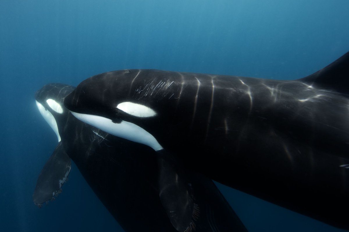 Our Exhibitors | <a href="/LosCabosTourism/">Los Cabos</a> | A magical land where the chant of swimming giants cures one’s soul: where boundless cactus forests jealously guard the enigmatic secrets of life. A place where the winds will beckon you to stay forever.