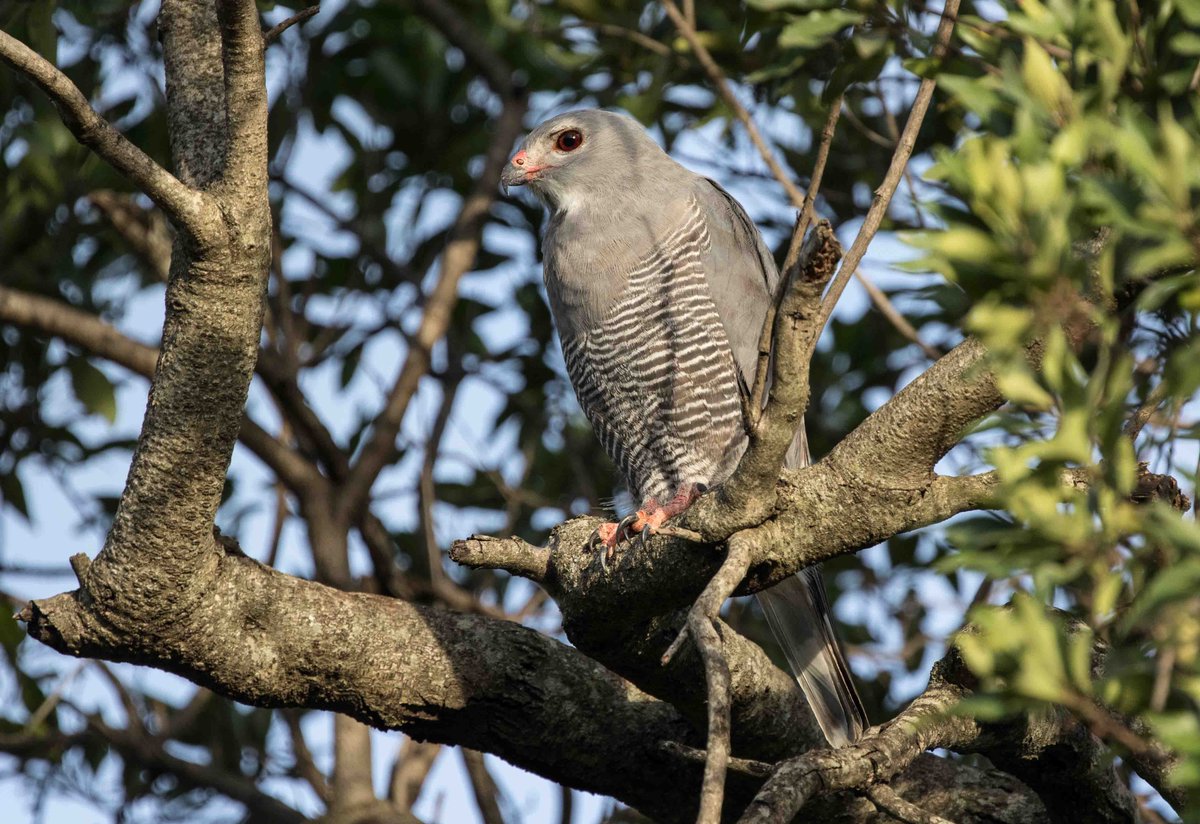 mararaptors's tweet photo. The Lizard Buzzard is a localized and scarce resident in the Maasai Mara. This bird was photographed at the Mara Elephant Project HQ where one pair is particularly confiding. #lizardbuzzard #mararaptorproject #maraelephantproject #lemekconservancy https://t.co/Cegfopk7Ki