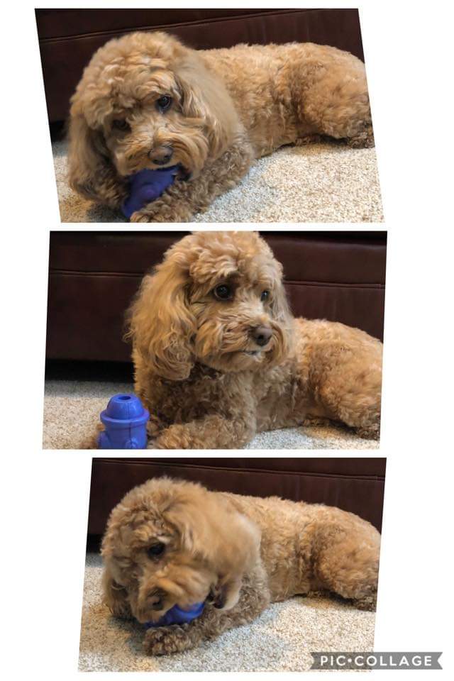 1LegUpPets's tweet photo. Here is sweet Sadie enjoying her new Hydrant Toy! 

Get yours at https://t.co/jTWXHc5rzV

#madeinamerica #madeinusa #dogtoys https://t.co/8nCCuo9nTf