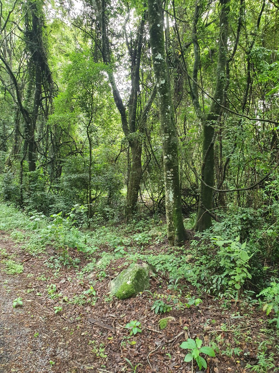 Mcdonance's tweet photo. The Vumba,you have to appreciate the eastern highlands,very beautiful https://t.co/YVUTPX0Yoi