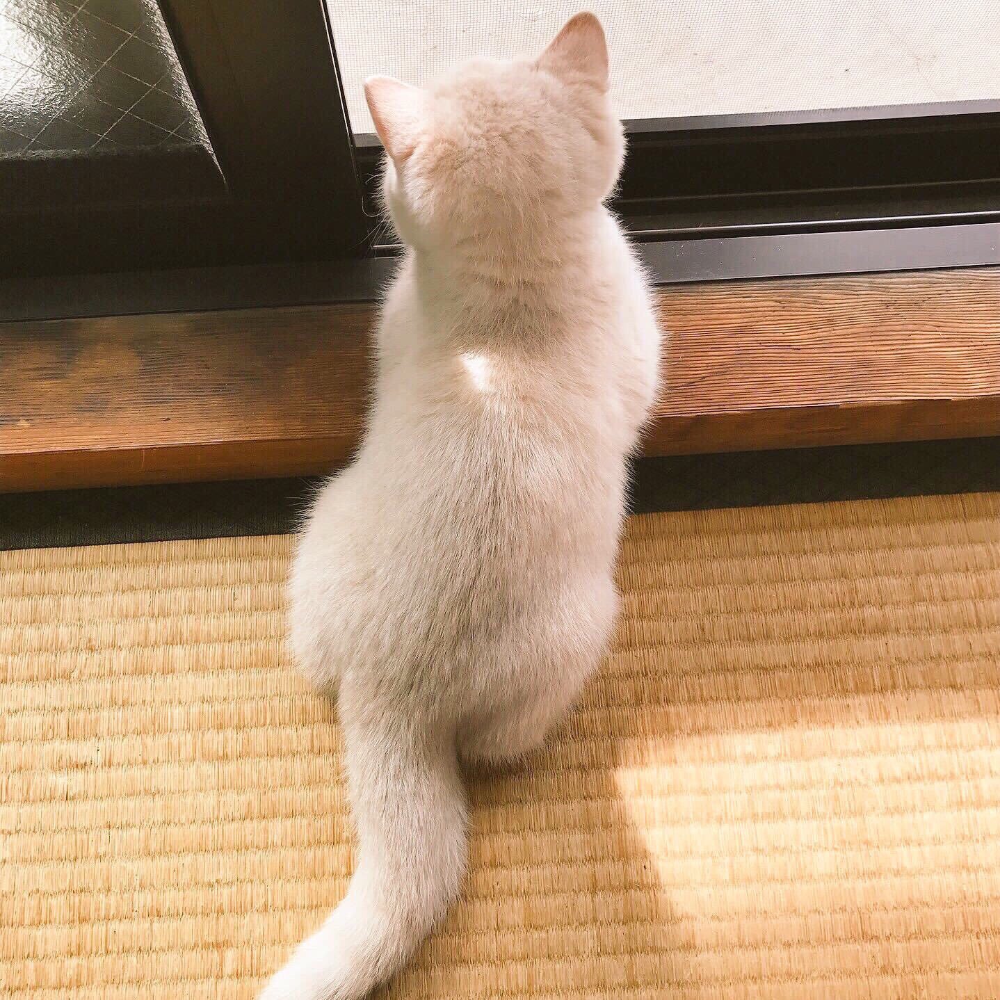 みかんとじろうさんち 猫の後頭部ってなんでこんなに可愛いんだろ