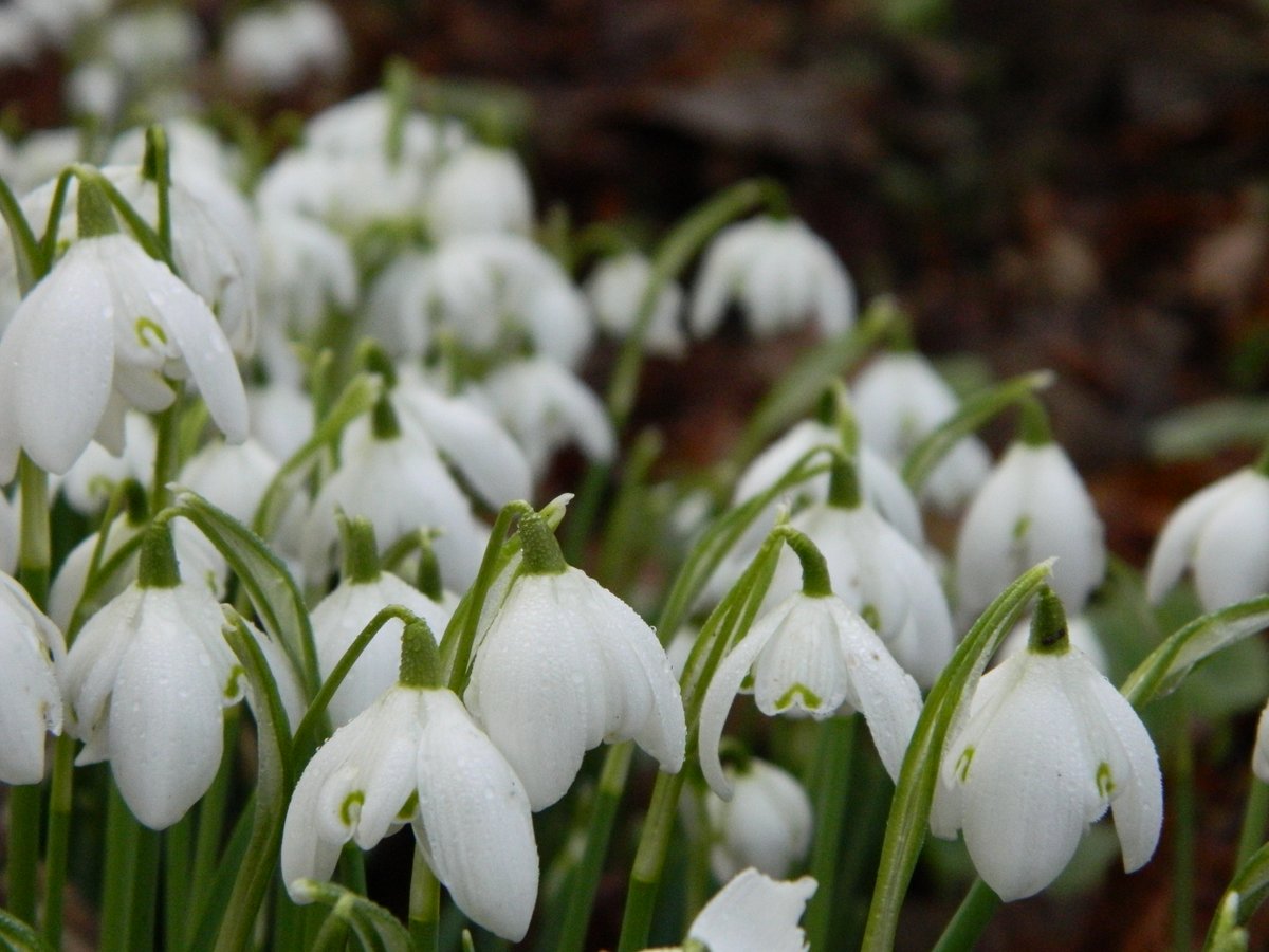 Scotlandwalk's tweet photo. Looking forward to being on #OutfortheWeekend on @BBCRadioScot this afternoon - talking to @Nicola_Meighan about all things snowdrops. https://t.co/FnW3f8c33M