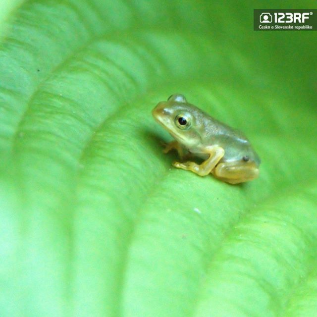 123RF_CZ_SK's tweet photo. Minižabička.
-----
Autor: akatuki6699 / ID: 105585145
-----
#123rf #art #artwork #fotobanka #instagood #microstock #picoftheday #photo #photooftheday #photos #pic #pics #picture #pictures #royaltyfree #stockfotografie #stockphotos #frog #smallfrog #zaba … https://t.co/DiuEI8ar5n https://t.co/mkoRVFWh7j