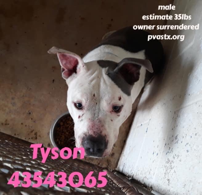 MoishesMom's tweet image. 🚨👇🏻Tyson has low pledges &amp;amp; #Palm #Valley will 💉him if no1 comes 😓😖😭 Ali has much more 🚨👇🏻#UrgentPledgesNeededforTyson #Edinburg #Tx Tyson was used a #Bait #dog &amp;amp; #Palm #Valley didn’t report the subhuman that surrendered them😤🚨👇🏻#SaveTyson #retweet #foster #pledge 👇🏻🙏🙏🙏