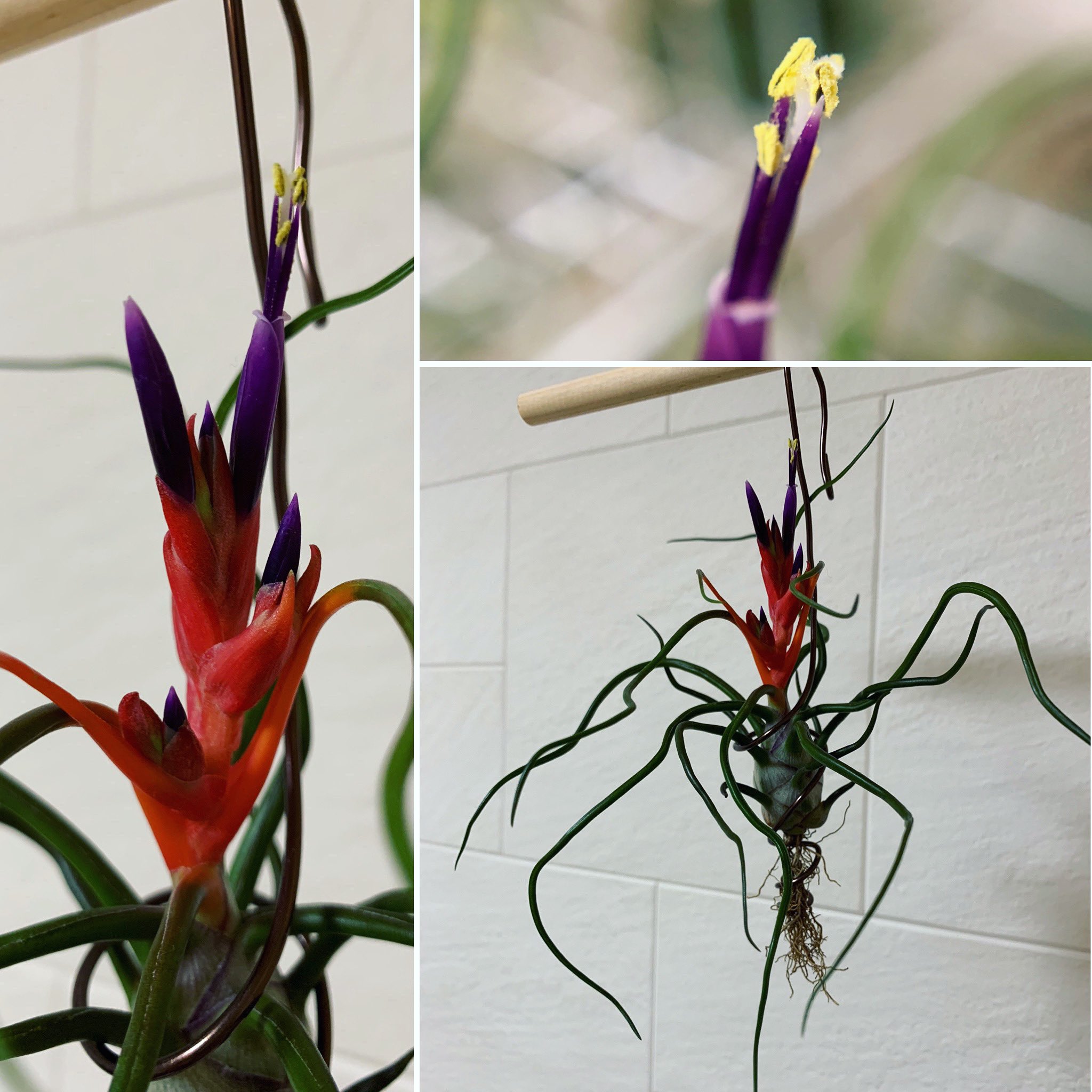 Youichi N チランジア ブルボーサ Tillandsia Bulbosa ダイソー出身のブルボーサ 買った部分はもう朽ち果ててしまってるけど 100円でこんなに楽しめるの最高やね Tillandsia Airplants Airplant チランジア エアープランツ エアプランツ ダイソー