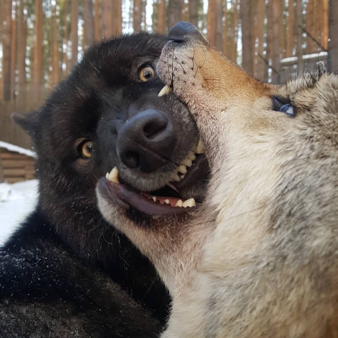 🐺Ugo & Alpha💚

#wolf #teenwolf #bestwoof #woof #wolfpack #wolves #werewolf #wolfdog #wolfsburg #lonewolf #wolfgang #worldofwolves #babywolf #realwolfdog #wolfmix #wolvesnation #wolfsanctuary #wolfofinstagram #arcticwolfdogo #wolvesofig #highcontentwolfdog