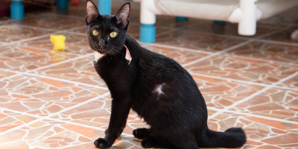 🌟Cat of the week🌟 

I'm Libby! My scar may tell you where I’ve been, but it will not dictate where I am going. I am a #strongkitty with so much ❤️ to give. 

Read my story and get to know me better:
soidog.org/adopt/libby-18…

#CatsOfTwitter #AdoptDontShop 
#MondayMotivaton #cats