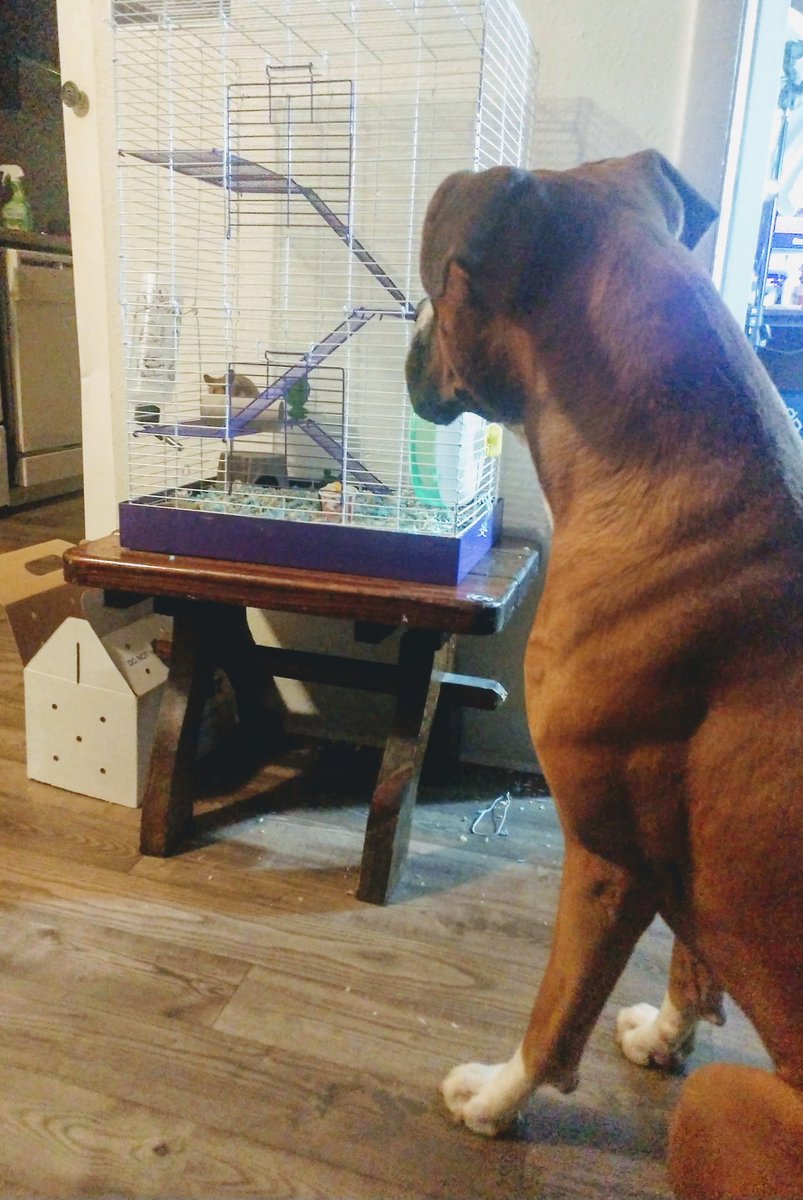 DogNamedFrasier's tweet photo. Who's this turd...

#turd #ihatethis #momsucks #dogcelebration #boxerdog https://t.co/Pq6ETRjhvQ