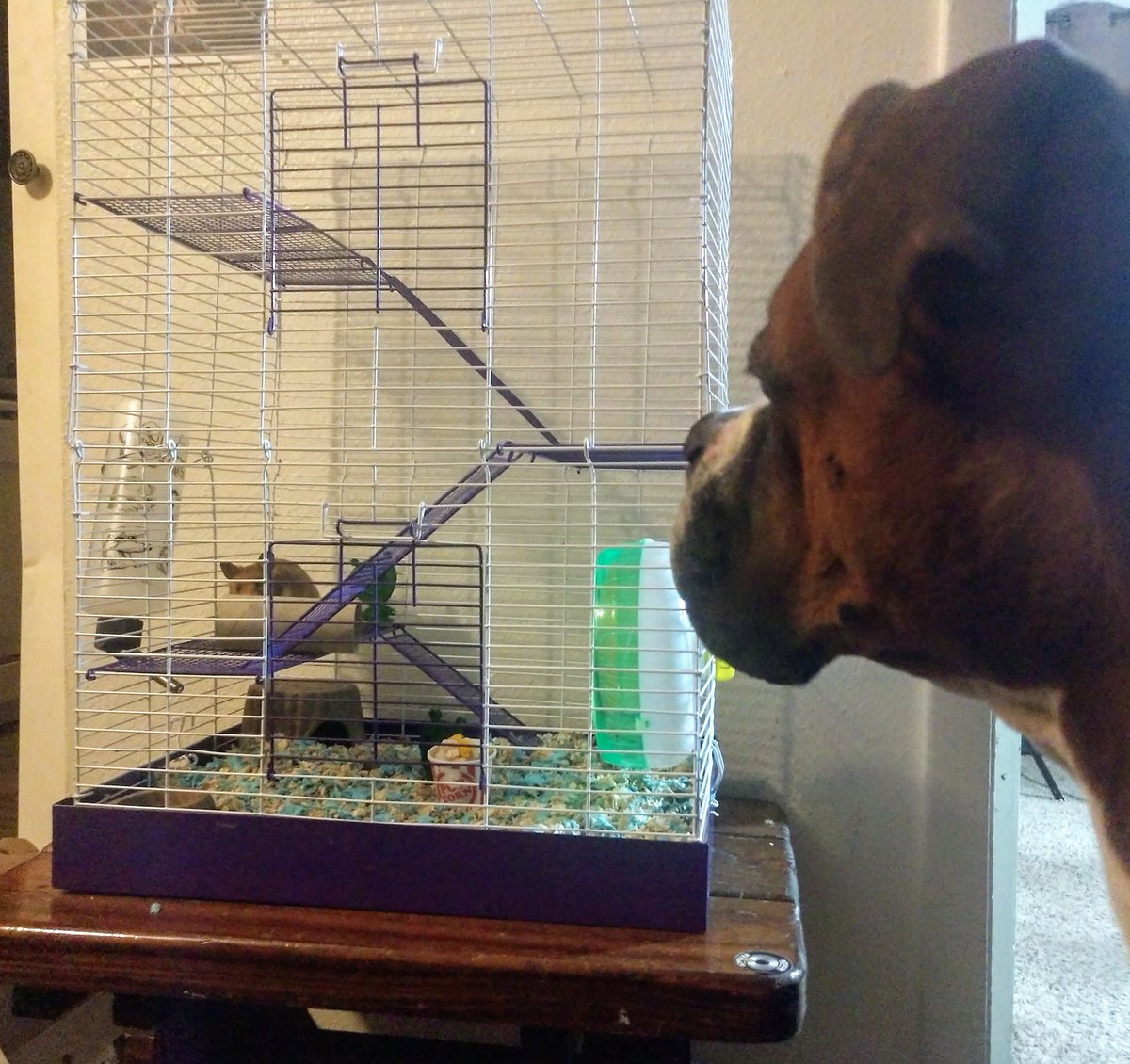 DogNamedFrasier's tweet photo. Who's this turd...

#turd #ihatethis #momsucks #dogcelebration #boxerdog https://t.co/Pq6ETRjhvQ