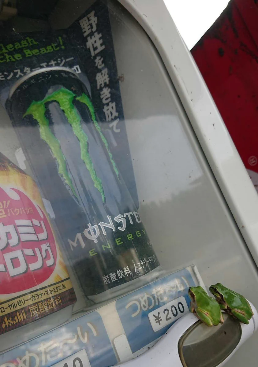 ついつい奢ってあげたくなる？wwwモンスターエナジーをじっと見つめるカエルたちwww
