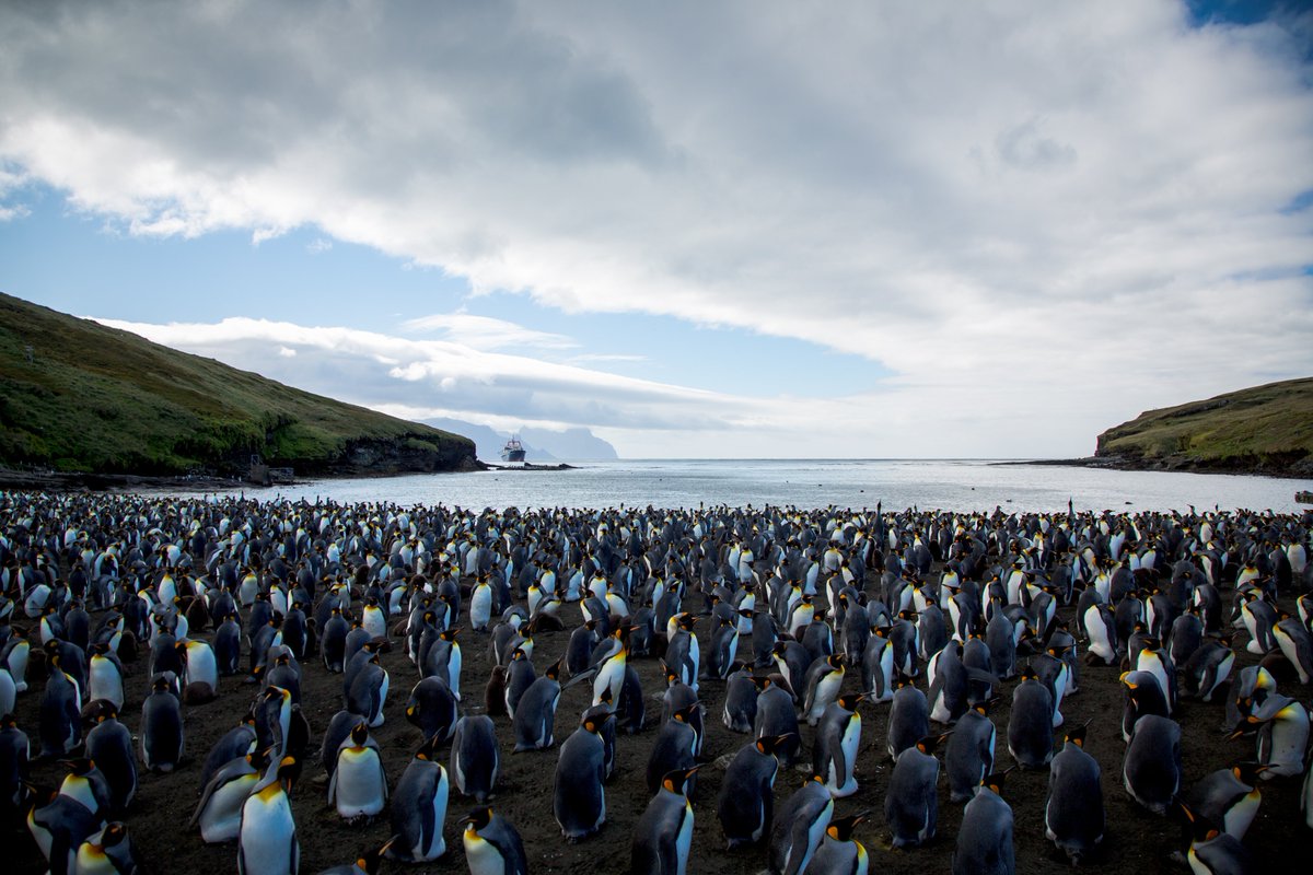 CTBTO's tweet photo. Happy #PenguinAwarenessDay! Enjoy these pictures of penguins on #CrozetIslands, also home to #CTBT #hydroacoutstic station "HA04". It's part of our global monitoring network to detect #nuclear test explosions. Find out more: https://t.co/hORDkHFTJV https://t.co/GkklIlYFrZ