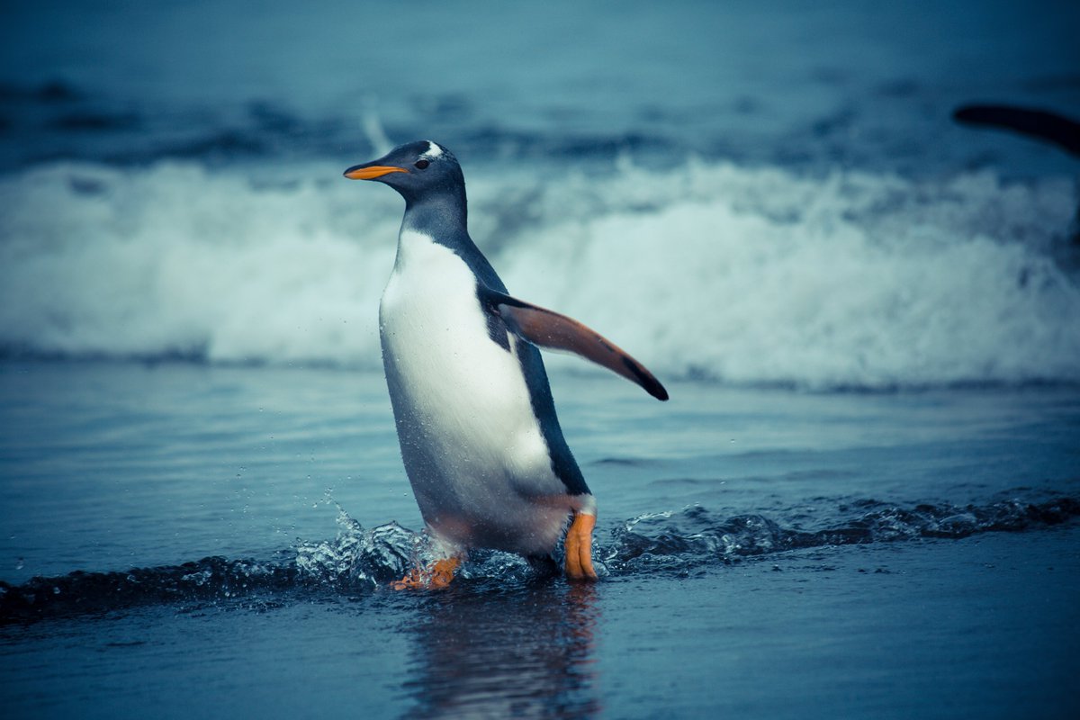 CTBTO's tweet photo. Happy #PenguinAwarenessDay! Enjoy these pictures of penguins on #CrozetIslands, also home to #CTBT #hydroacoutstic station "HA04". It's part of our global monitoring network to detect #nuclear test explosions. Find out more: https://t.co/hORDkHFTJV https://t.co/GkklIlYFrZ