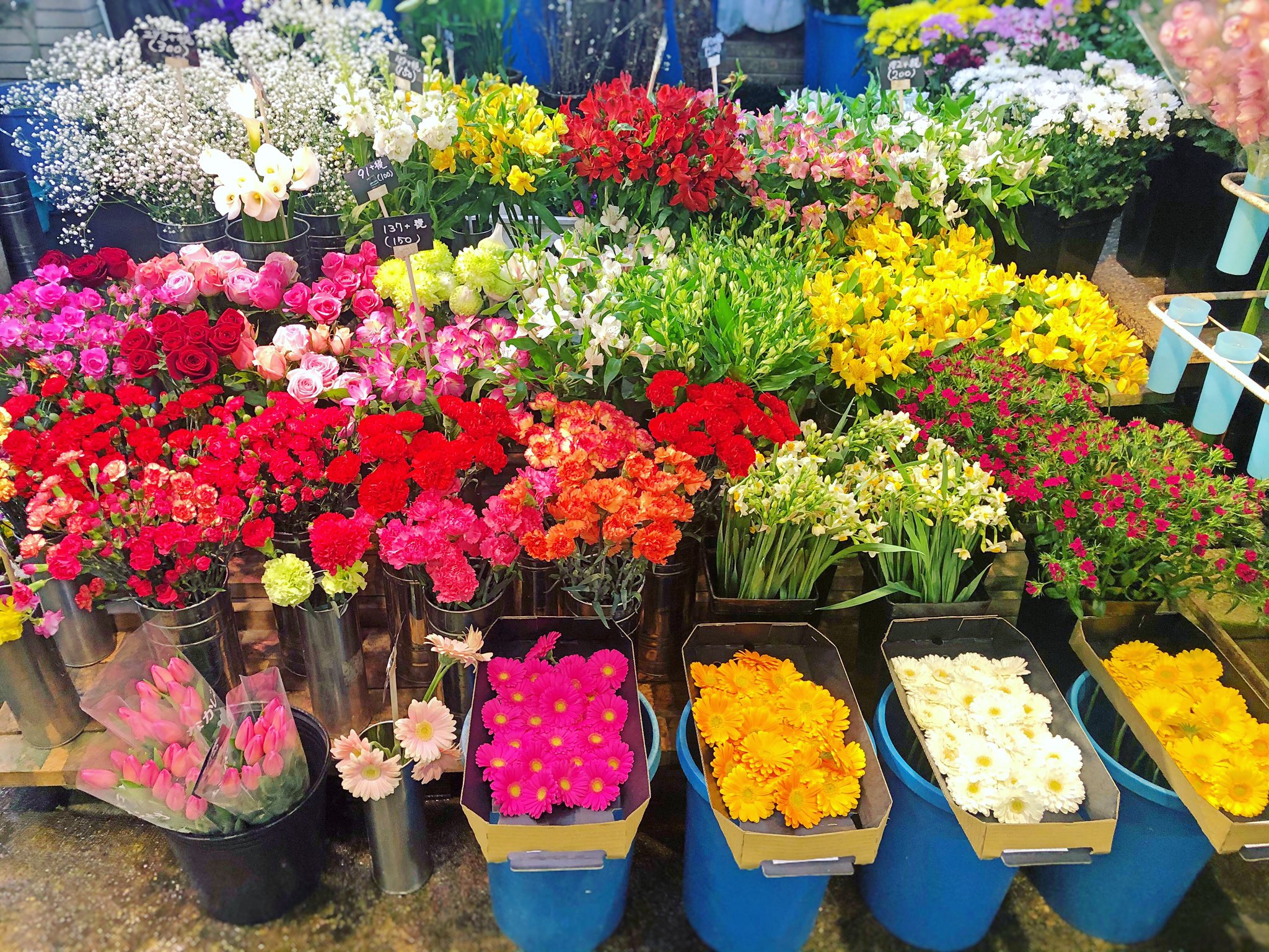 黒沢生花店 Al Twitter 今日の花揃え 尼崎市 立花駅 立花市場 花屋 黒沢生花店 生花 切り花 アルストロメリア ストック かすみ草 カラー デコラマム バラ ナデシコ スイセン カーネーション スイートピー ガーベラ チューリップ シンピジューム