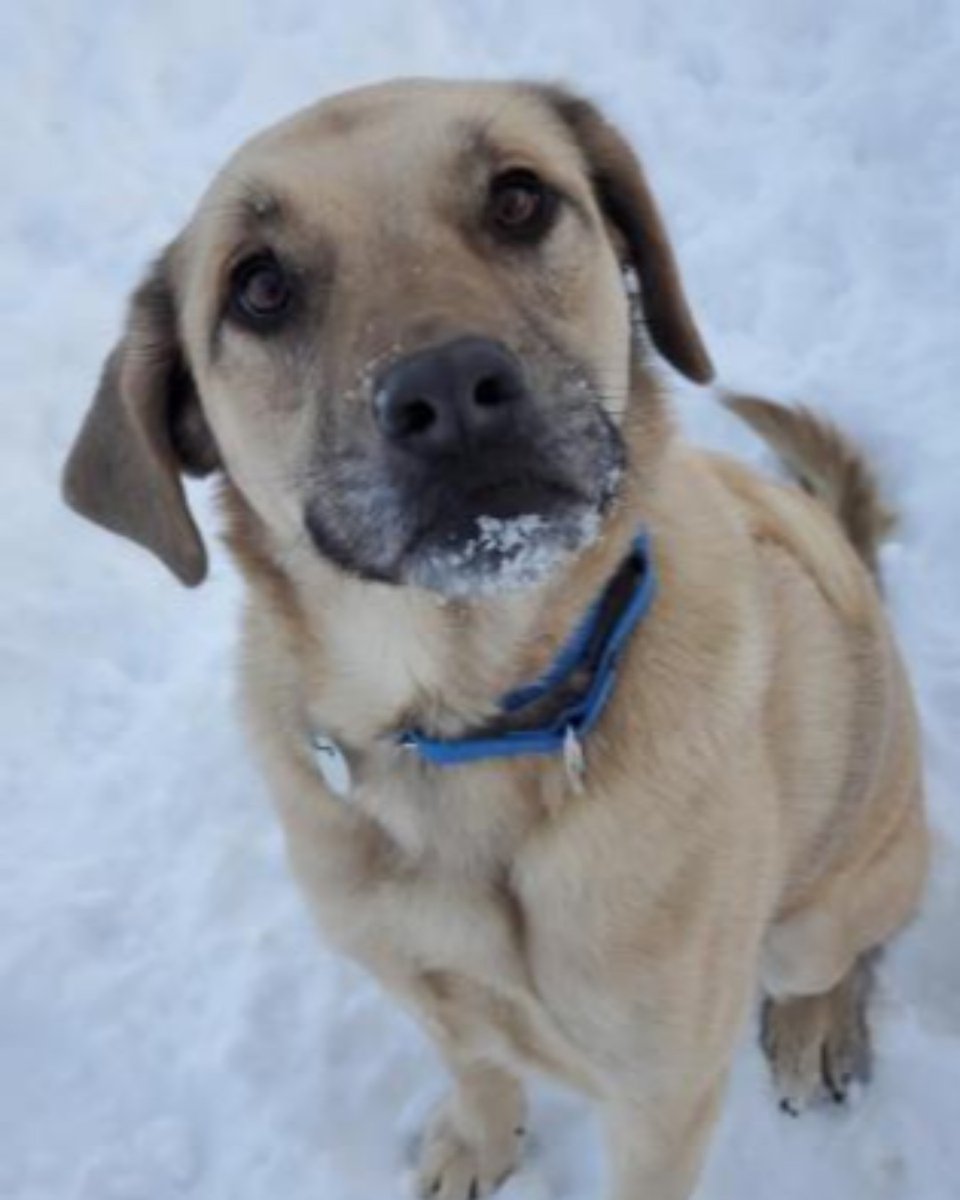 UVHumaneSociety's tweet photo. Atticus was adopted! Congratulations to him and his new family!
#animalrescue #adoptdontshop #rescue #animals #animallovers #dogs #rescuedog #animal #animallover #animalwelfare #animalrights #dog #cute #animalshelter #dogrescue #sanctuary #loveanimals #adopt #UpperValleyPets https://t.co/MwwFcJhBoz