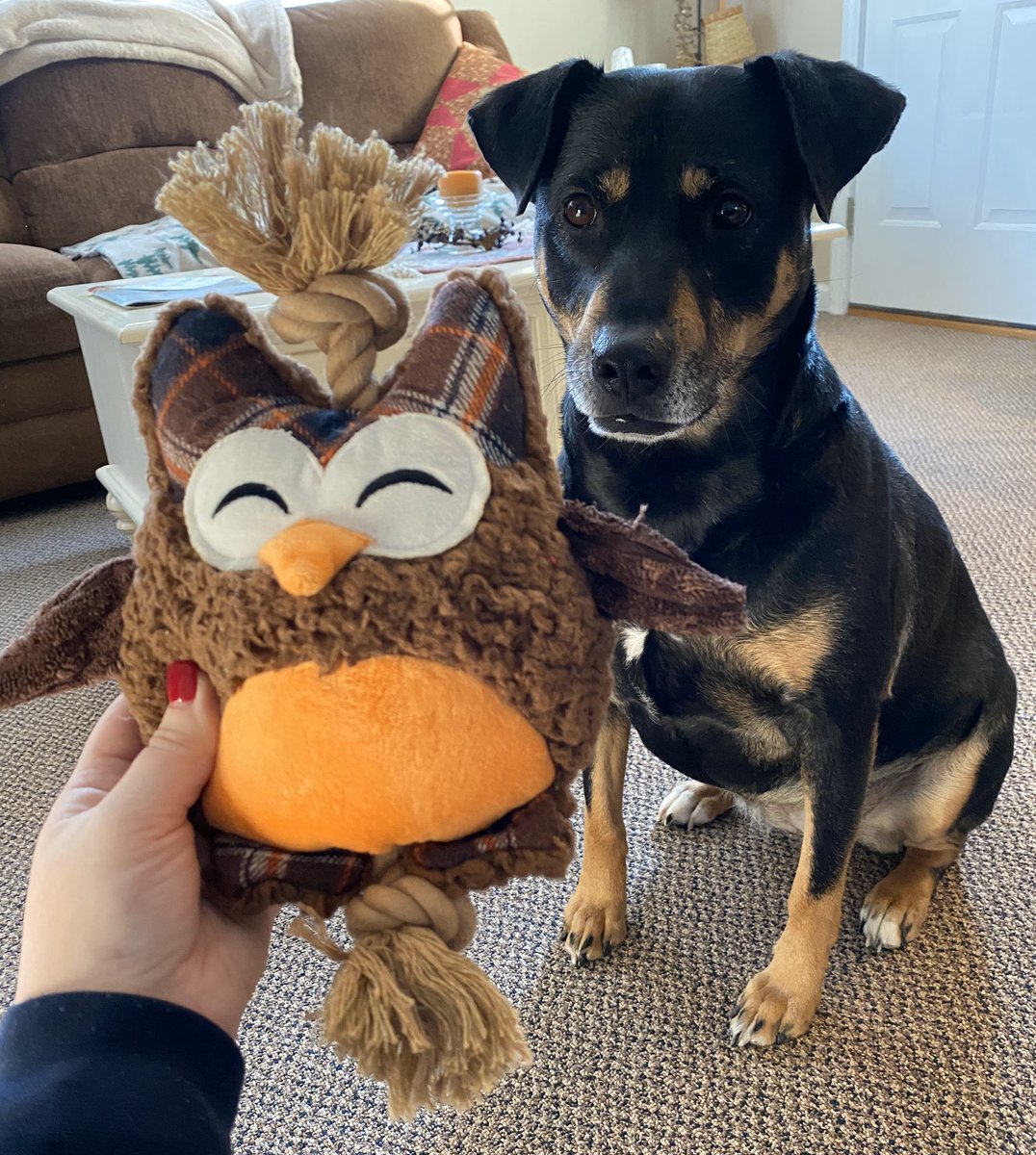 MissAppellof's tweet photo. Layla is so excited about her Wilbur Hootie owl dog toy! @wilbert_snow https://t.co/qbrX9GgpNM