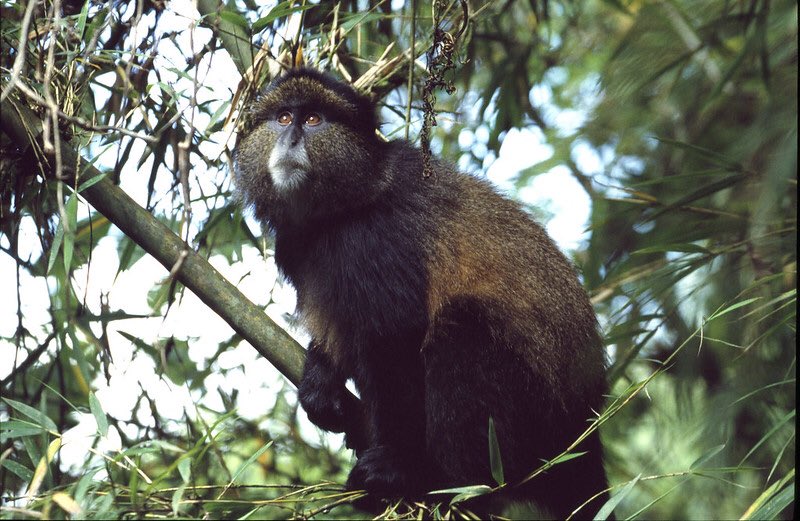 visitrwanda_now's tweet photo. Golden monkeys have that innocent and charming look you just can’t ignore 🐒. They’re only a trek away in @VolcanoesPark. Book your trip now to #VisitRwanda! https://t.co/AWHMikCNuO