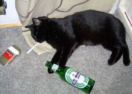Кошка постоянно пьет. Кот с выпивкой. Черный кот с бутылкой. Пиво для кошек.