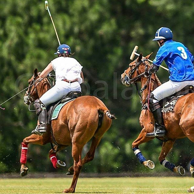 On the run! Nico never gives anyone an inch out there. Great fun with the Sealink team and Di Paola family! @magualpoloclub 📸 @corbalanphoto .
.
.

#polo #playpolo #poloasia #poloplayer #poloholiday #equestrianstyle #liveauthentically #somospolo #pologirl #polopony #poloponi…