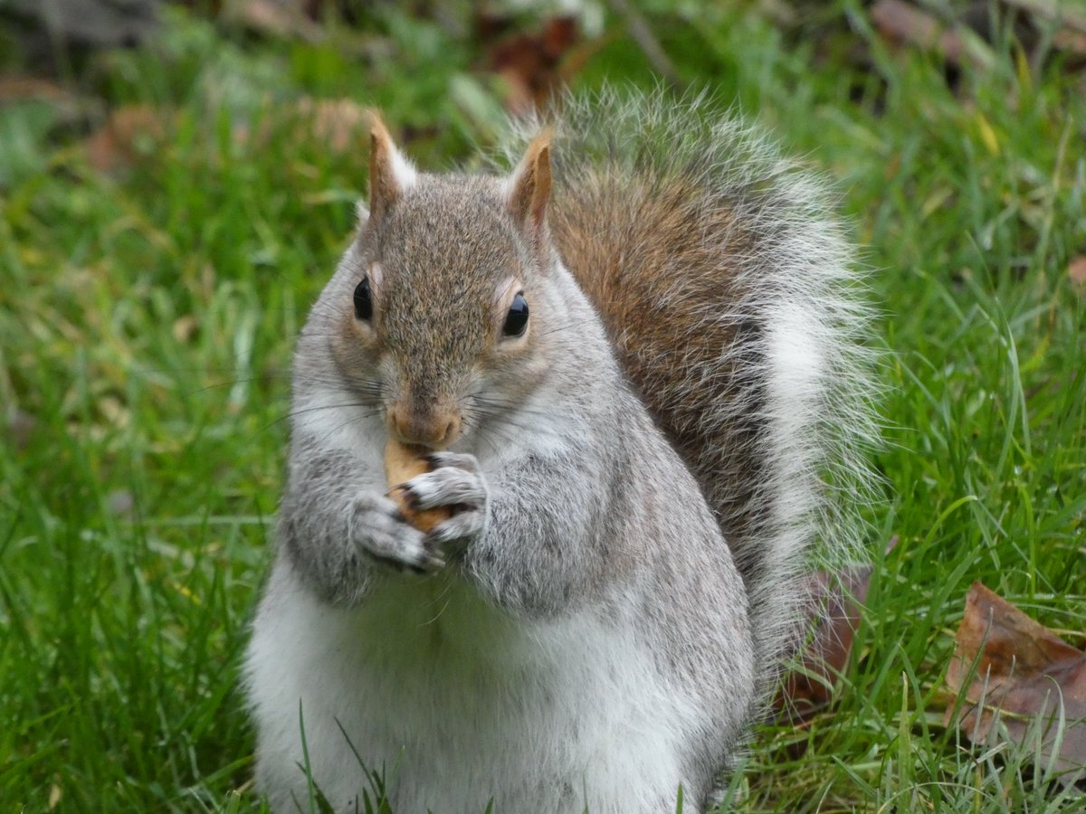 FEED THE PLANET! Habitats composed of the trees planted by grey squirrels and of fungi, vegetables, fruits or flowers dispersed by them, are used by hundreds of other animal species
#UKgreysquirrel2020 #planet #whitesquirrel #nature