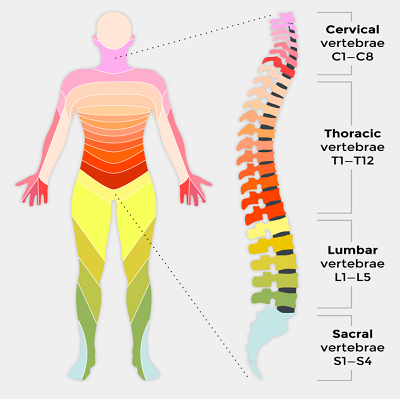 294MainSt's tweet image. Spinal Misalignment
If your spine is misaligned, the opening of the nerve connected through the spine can become subluxated, also known as vertebral subluxation 
This can cause symptoms such as:
 
•headaches
•difficulty breathing, pains in lower arms
•poor circulation, ect.