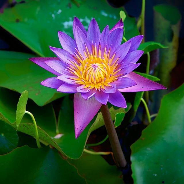 The lotus. Purity, rebirth . .
.
.
.
#bayleaforiginals  #naturegram #nature_brilliance #macro_brilliance #macro_perfection #nature_of_our_world #macro_captures #ig_bestmacros #macroclique #nature_perfection #naturelovers #naturephotoportal #insta_pick_bl… ift.tt/2NJAb6V