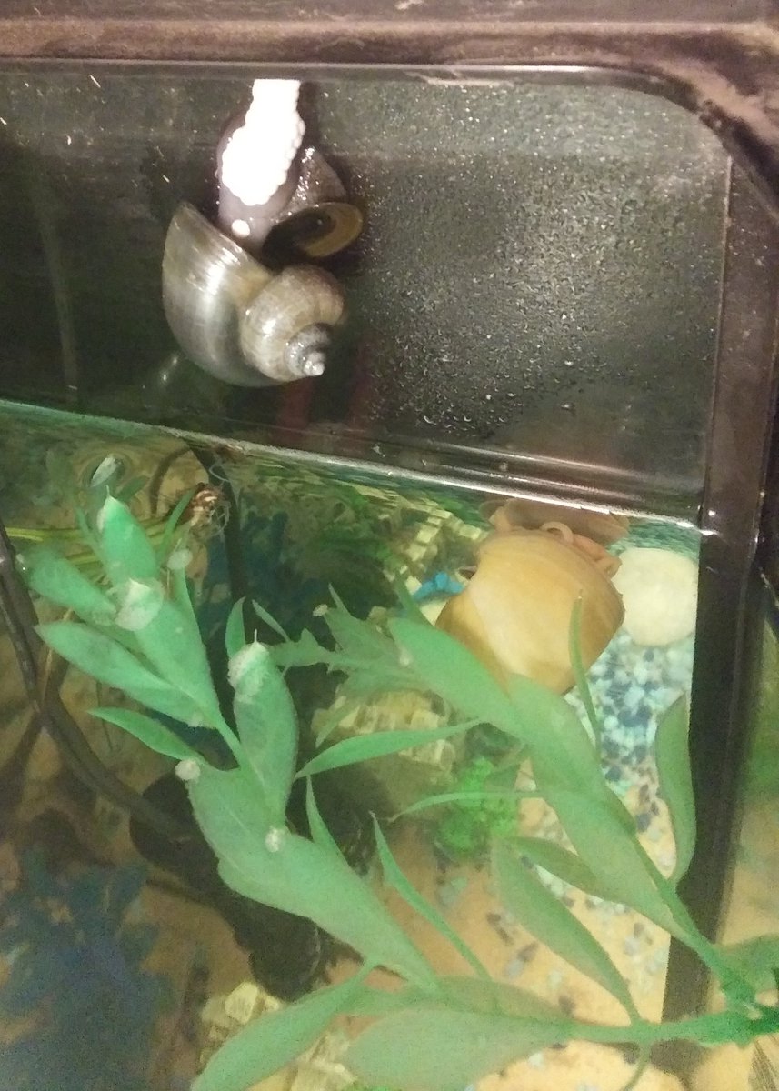 simplyhayesTX's tweet photo. 🐌Celestial Blue laid her first clutch this morning.🐌 https://t.co/JUfE65XBRP