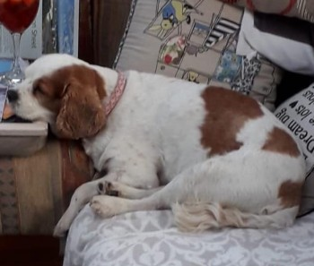 millypod1's tweet photo. LADY IS HOME SAFE. THANKS FOR ALL RT's 🙂🐕🐾🍾
16 JAN 2020. #FindLady #STOLEN IN BUGLARY
@Humberbeat PLEASE SHARE
#ScanMe Cavalier King Charles Spaniel Female SPAYED
#Althorpe #Scunthorpe #Lincolnshire #DN17
https://t.co/pIm5Du93KE https://t.co/0NNmWBp863