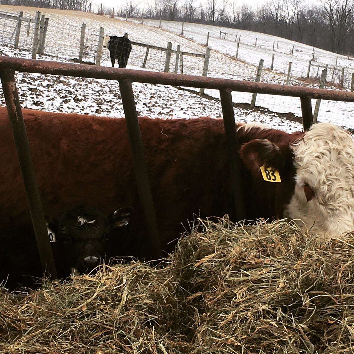 Hayfeeder Hashtag On Twitter