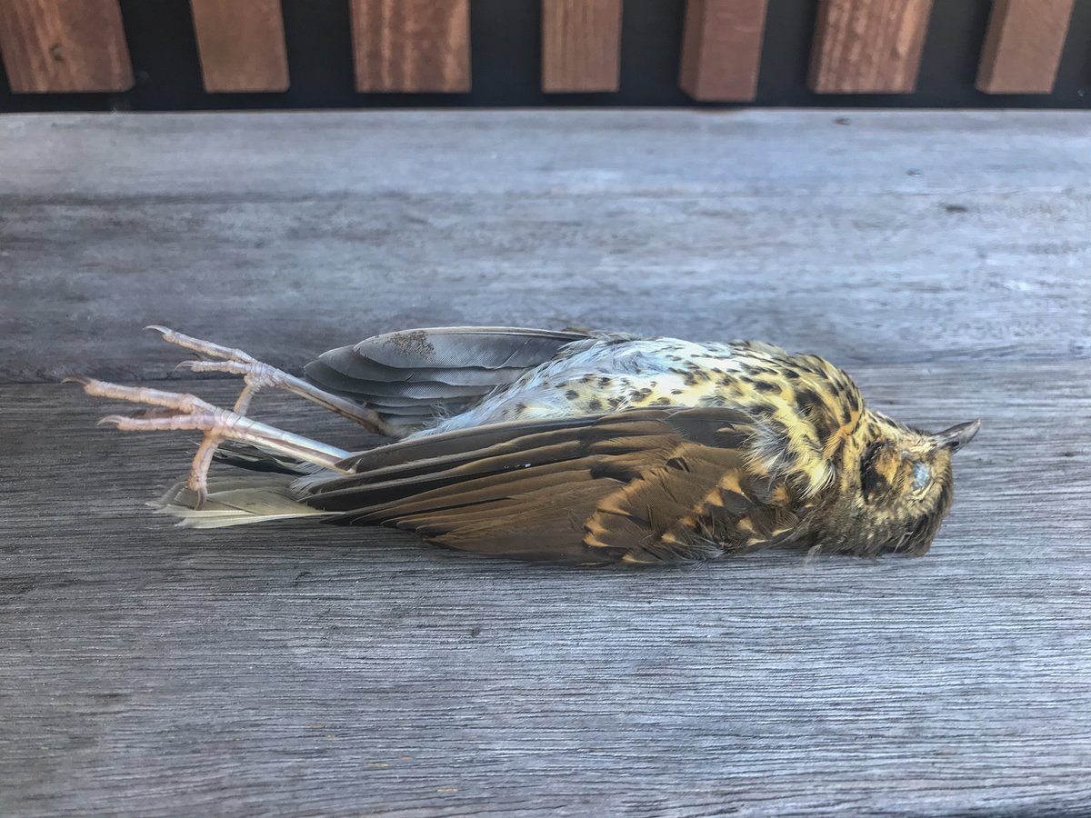 KereruDiscovery's tweet image. Window strike does not discriminate - both native and non-native birds are affected.🐦Song Thrush (Turdus philomelos).  inaturalist.nz/projects/proje…  🐦💔
#projectwindowstrike #windowstrike #birdstrike #conservation #birds #environmental #birdsafe #biodiversity #nature #urbanwildlife
