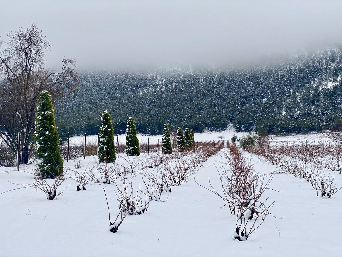 pablo_artal's tweet photo. My small vineyard today covered by 15 cm of snow!
So beautiful! So unusual!
Snow in #Murcia
#forcalla wine https://t.co/Lay6MCnDZd