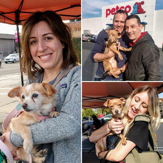 TailsDogRescue's tweet photo. We finalized 3 Adoptions this past weekend! Matilda(left), &amp; our puppies Snoopy(top)&amp;Ollie who were litter mates!! We are sooo happy for our pups finding their forever families!! ❤️ #adoptdontshop #@petcofoundation #@petco #adoptadogsavealife #nkla #fureverfamily #losangeles… https://t.co/2hx0vp92uQ