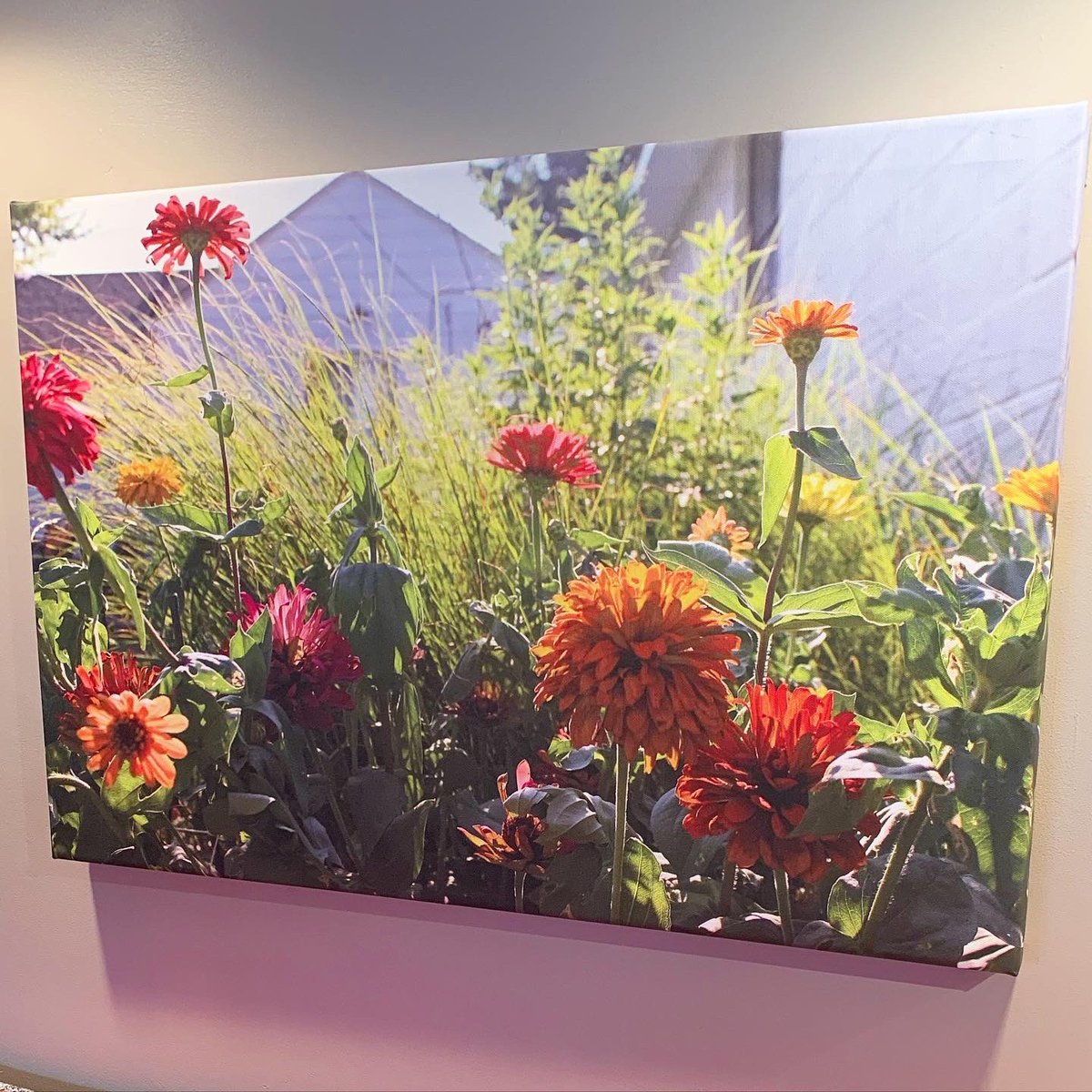 LeslieAMarshall's tweet photo. I took this photo of my mom’s zinnias a few summers ago. 🌺🌼🌸I made my mom a canvas print of it and decided to order one for me too. I love it in my kitchen! A reminder spring is coming and summer garden inspiration! #zinnias #gardening #hopeforspring https://t.co/BDNI2AawTE