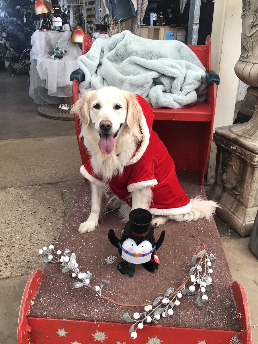 Toria__x's tweet photo. I took my dog to see Santa on Christmas Eve and it made my year🥺 LOOK AT HER FACE https://t.co/u3rLpiq6A1