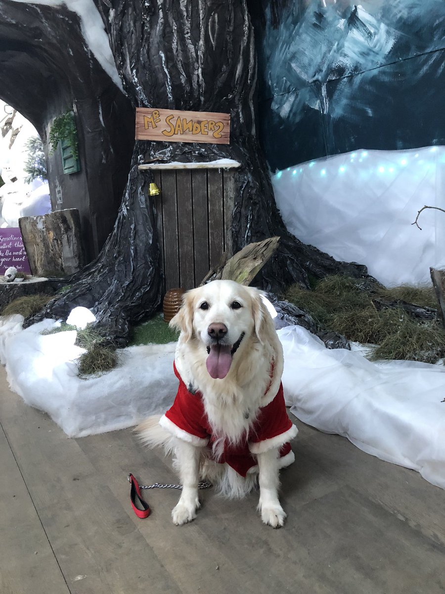 Toria__x's tweet photo. I took my dog to see Santa on Christmas Eve and it made my year🥺 LOOK AT HER FACE https://t.co/u3rLpiq6A1
