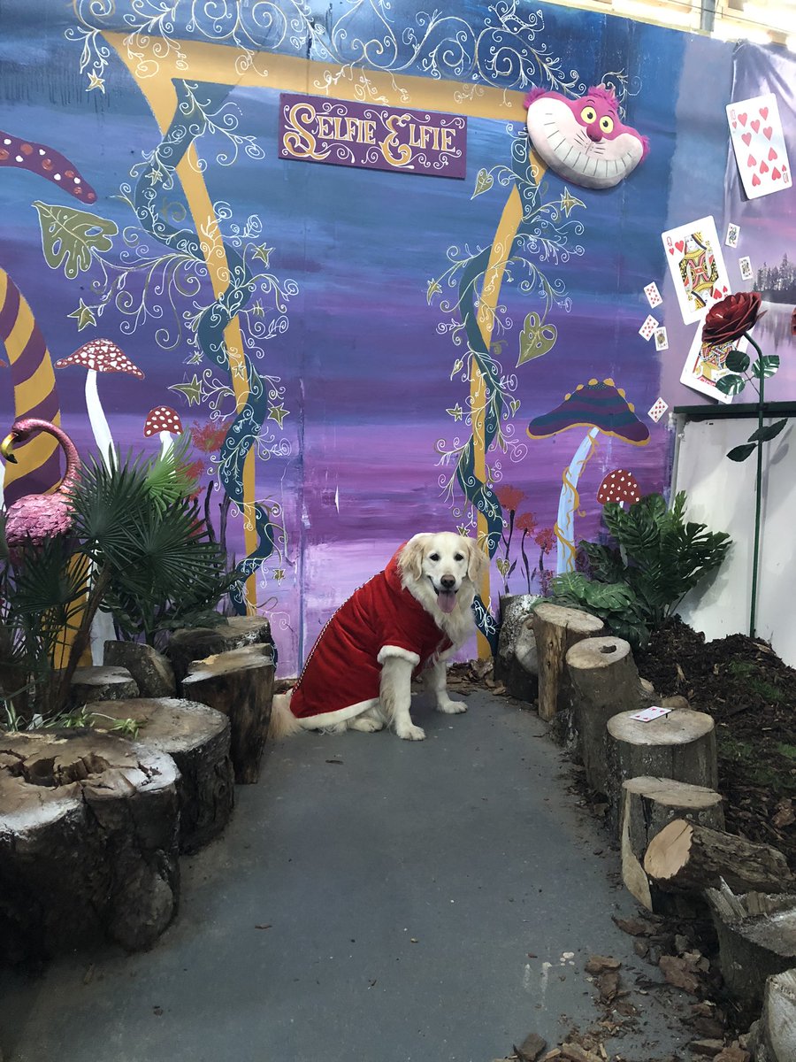 Toria__x's tweet photo. I took my dog to see Santa on Christmas Eve and it made my year🥺 LOOK AT HER FACE https://t.co/u3rLpiq6A1